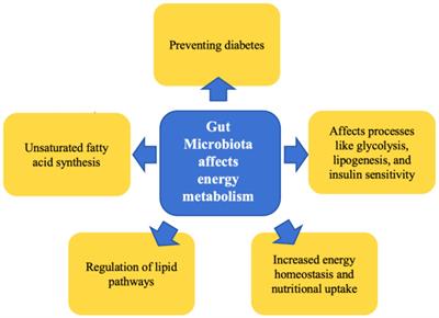 The interaction between gut microbiota and hibernation in mammals